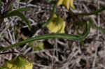 Coastal groundcherry